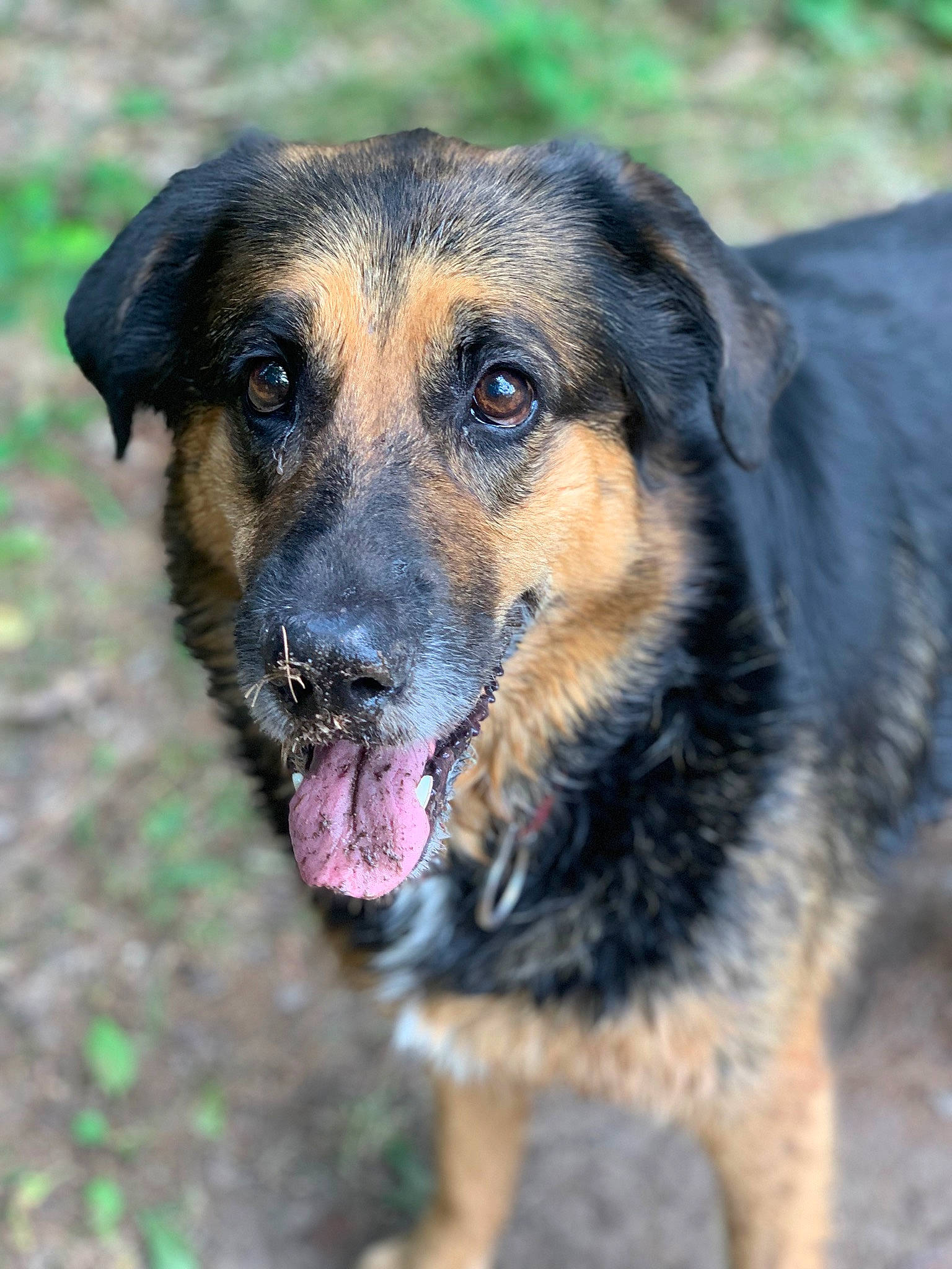 Kola joined the competition — help win amazing prizes! canidae, carnivore, dog, dog_breed, fawn, german_shepherd_dog, huntaway, mammal, snout, sporting_group, street_dog, vertebrate, whiskers