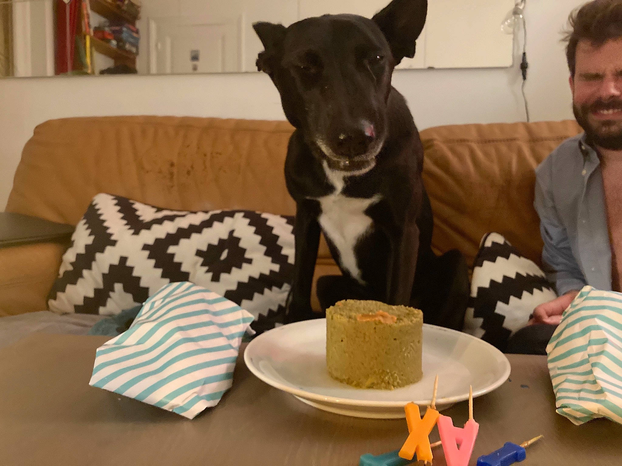 Taxi a rejoint le concours — aidez-le/la à gagner de superbes lots ! baked_goods, cake, cake_decorating, carnivore, comfort, companion_dog, couch, dessert, dog, dog_breed, event, fedora, food, hat, ingredient, plate, serveware, sugar_cake, sun_hat, tableware