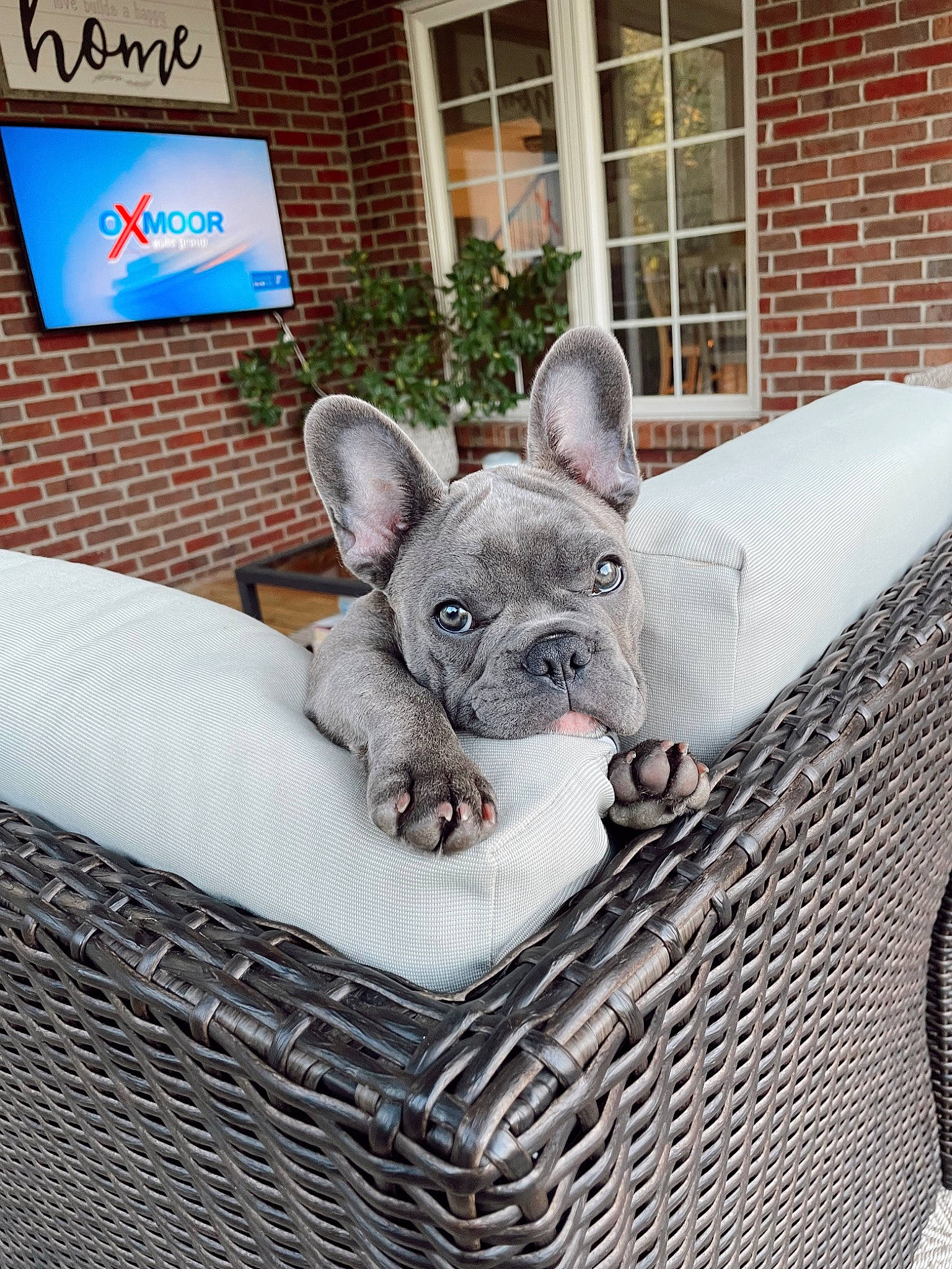 Wrangler joined the competition — help win amazing prizes! canidae, carnivore, comfort, companion_dog, dog, dog_breed, ear, fawn, grass, grey, linens, plant, snout, sporting_group, television, terrestrial_animal, toy_dog, whiskers, window, working_animal