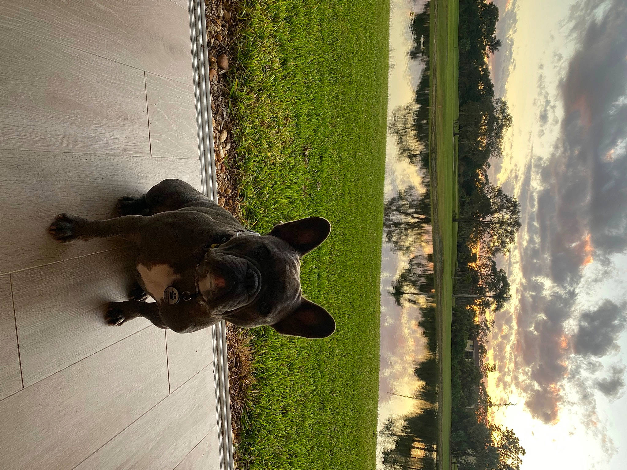 Wrangler is registered to the contest to win money with this photo: carnivore, cloud, dog, dog_breed, door, door_handle, fawn, grass, hardwood, plant, shadow, sky, snout, tail, tints_and_shades, tree, trunk, water, window, wood