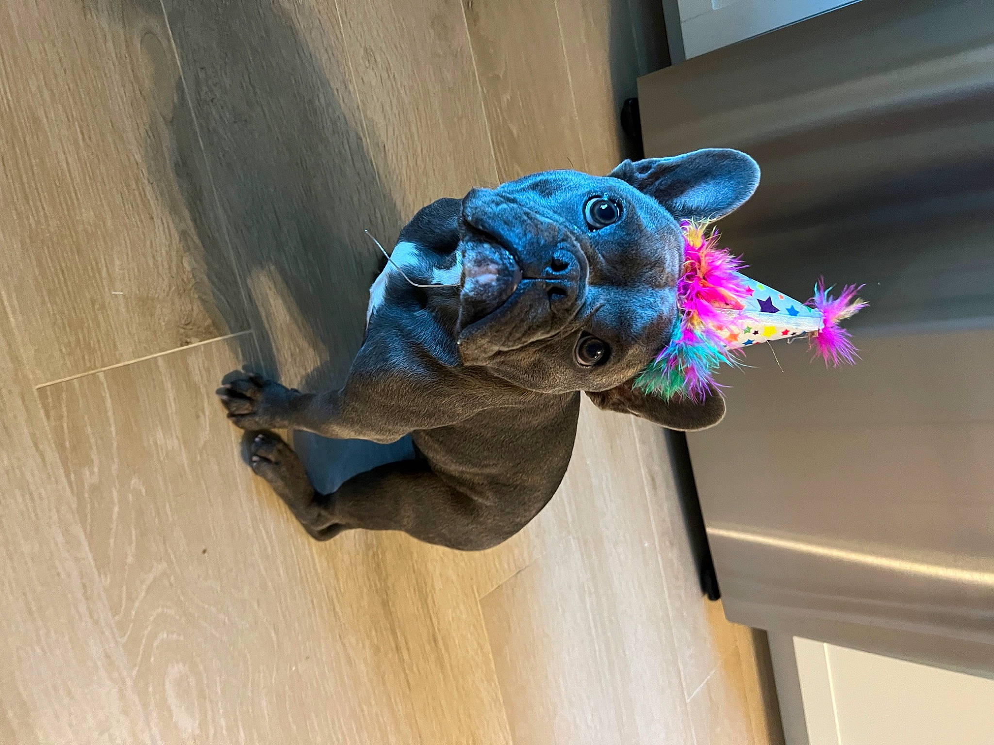 Wrangler joined the competition — help win amazing prizes! art, door, electric_blue, flooring, hardwood, magenta, mammal, room, sculpture, snout, statue, tail, toy, visual_arts, window, wood, wood_flooring, wood_stain, working_animal