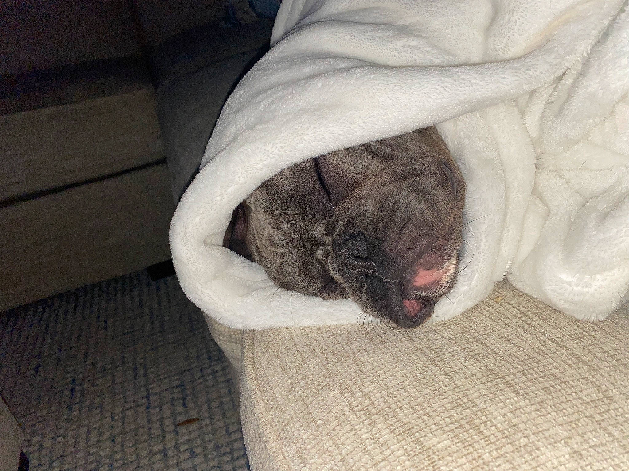 Wrangler joined the competition — help win amazing prizes! canidae, carnivore, comfort, companion_dog, dog, dog_breed, fawn, felidae, flooring, fur, grey, hardwood, linens, small_to_medium_sized_cats, snout, sporting_group, tail, whiskers, wool, wrinkle