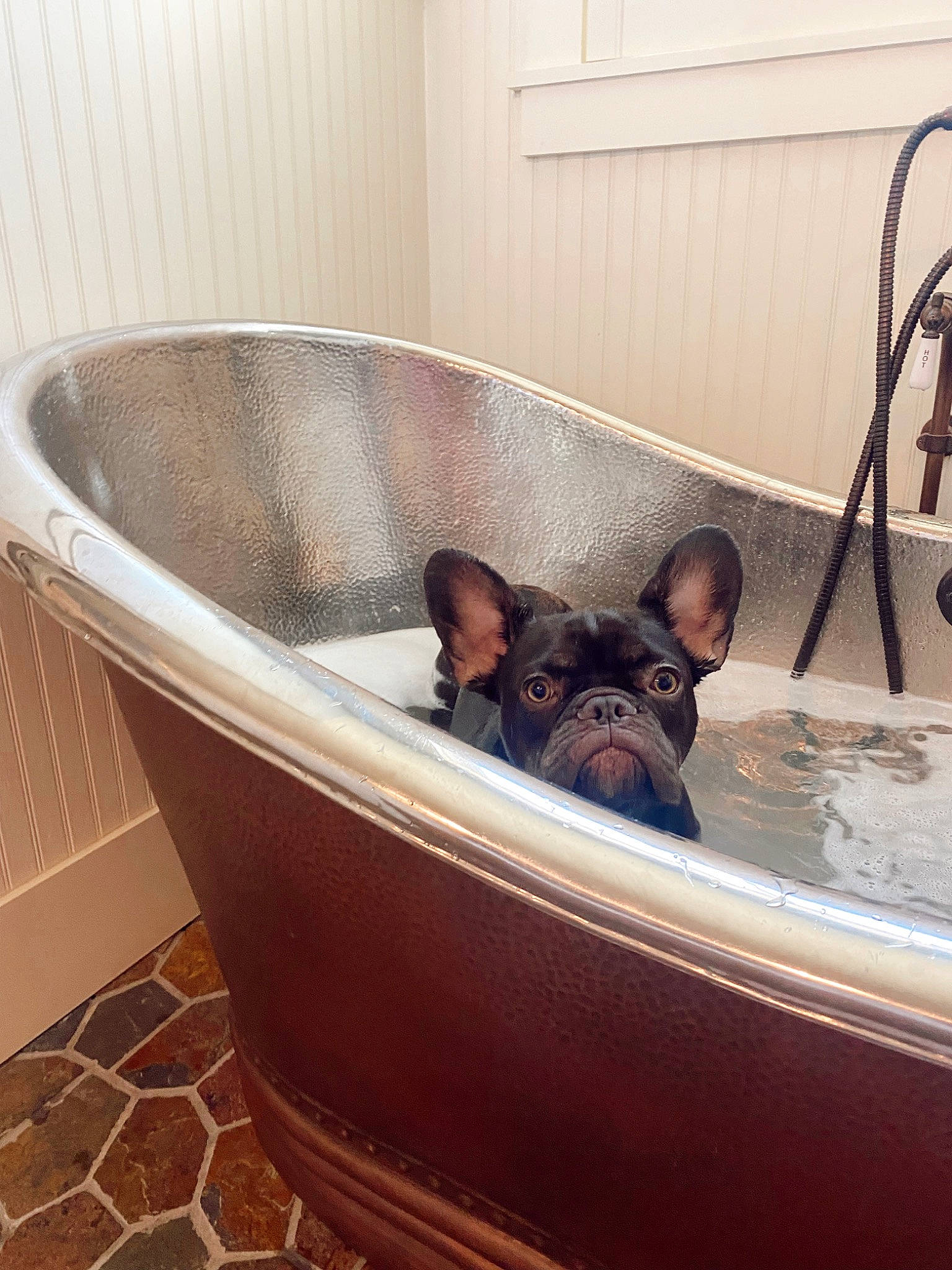 Chance joined the competition — help win amazing prizes! bathroom, bathtub, brown, bulldog, carnivore, comfort, companion_dog, dog, dog_breed, fawn, felidae, floor, flooring, interior_design, mammal, pet_supply, plumbing_fixture, sporting_group, toy_dog, vertebrate