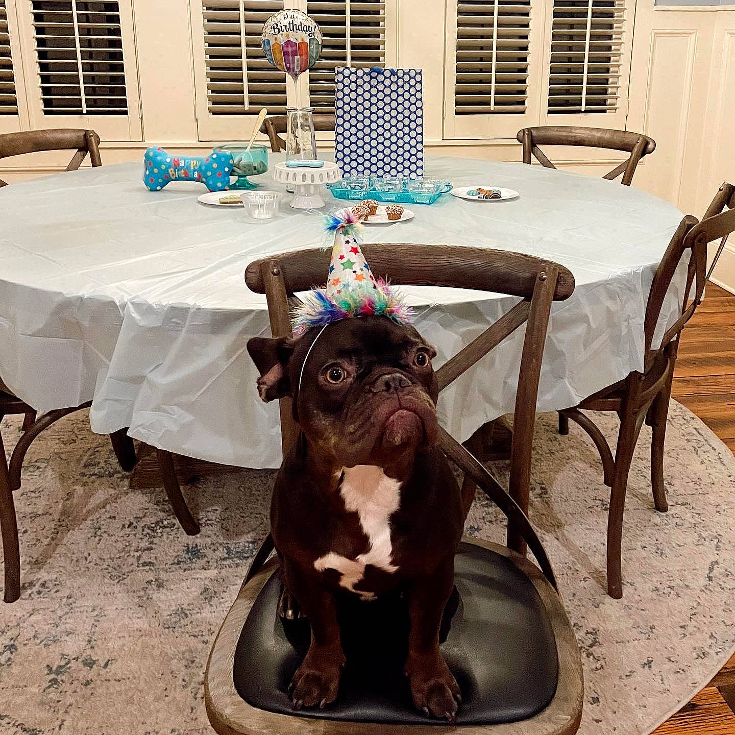 Chance is registered to the contest to win money with this photo: carnivore, chair, companion_dog, dog, dog_breed, fawn, floor, flooring, furniture, kitchen_dining_room_table, liver, outdoor_furniture, outdoor_table, plant, rectangle, table, tablecloth, window, wood, working_animal