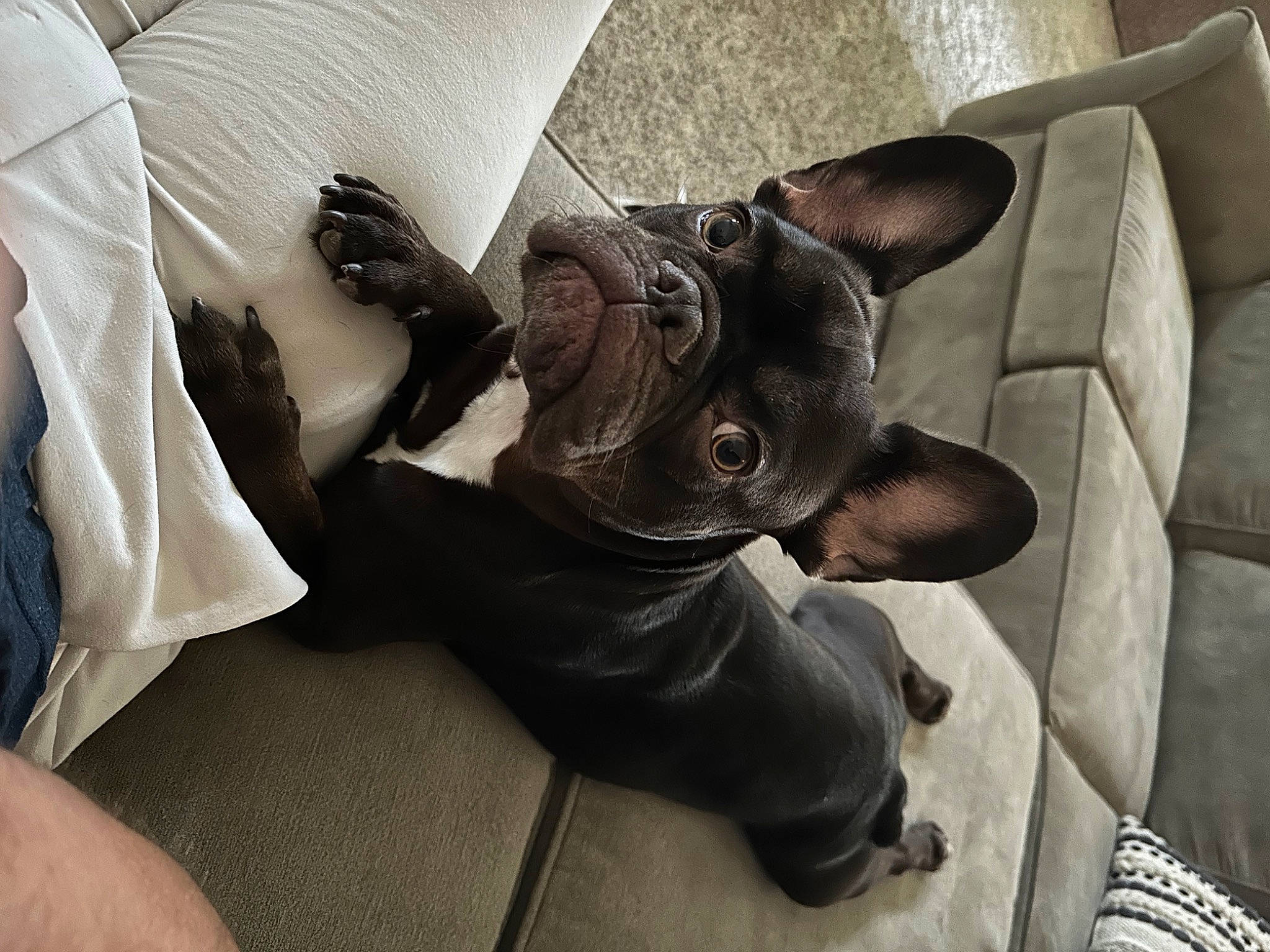 Chance joined the competition — help win amazing prizes! canidae, carnivore, comfort, companion_dog, dog, dog_breed, fawn, felidae, fur, grey, guard_dog, linens, metal, non_sporting_group, small_to_medium_sized_cats, snout, sporting_group, toy_dog, whiskers, working_animal