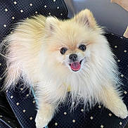 Nina participe au concours pour gagner de l'argent avec cette photo : animal, car, car_seat, close_up, cute, dog, fluffy, happy, leash, long_hair, open_mouth, pet, playful, portrait, sitting, small_dog, smiling, tongue_out, vehicle_interior, white_fur