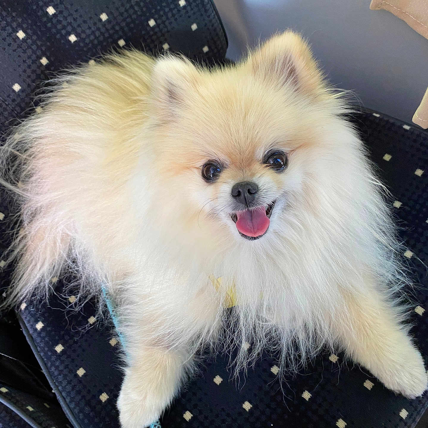 Nina