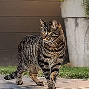 Milo a rejoint le concours — aidez-le/la à gagner de superbes lots ! cat, tabby, animal, pet, outdoor, grass, flower_pot, plant, stone_patio, walking, striped, feline, domestic_cat, nature, garden, brown_wall, greenery, mammal, whiskers, alert