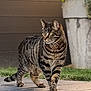 cat, tabby, animal, pet, outdoor, grass, flower_pot, plant, stone_patio, walking, striped, feline, domestic_cat, nature, garden, brown_wall, greenery, mammal, whiskers, alert