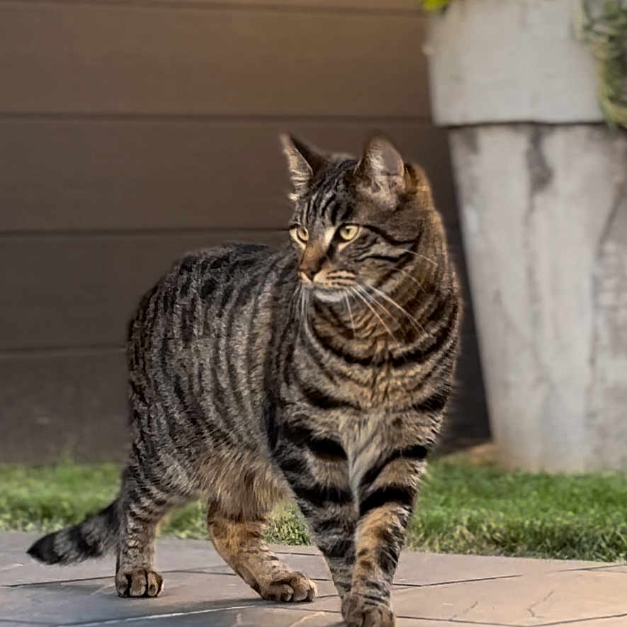 Milo a rejoint le concours — aidez-le/la à gagner de superbes lots ! alert, animal, brown_wall, cat, domestic_cat, feline, flower_pot, garden, grass, greenery, mammal, nature, outdoor, pet, plant, stone_patio, striped, tabby, walking, whiskers