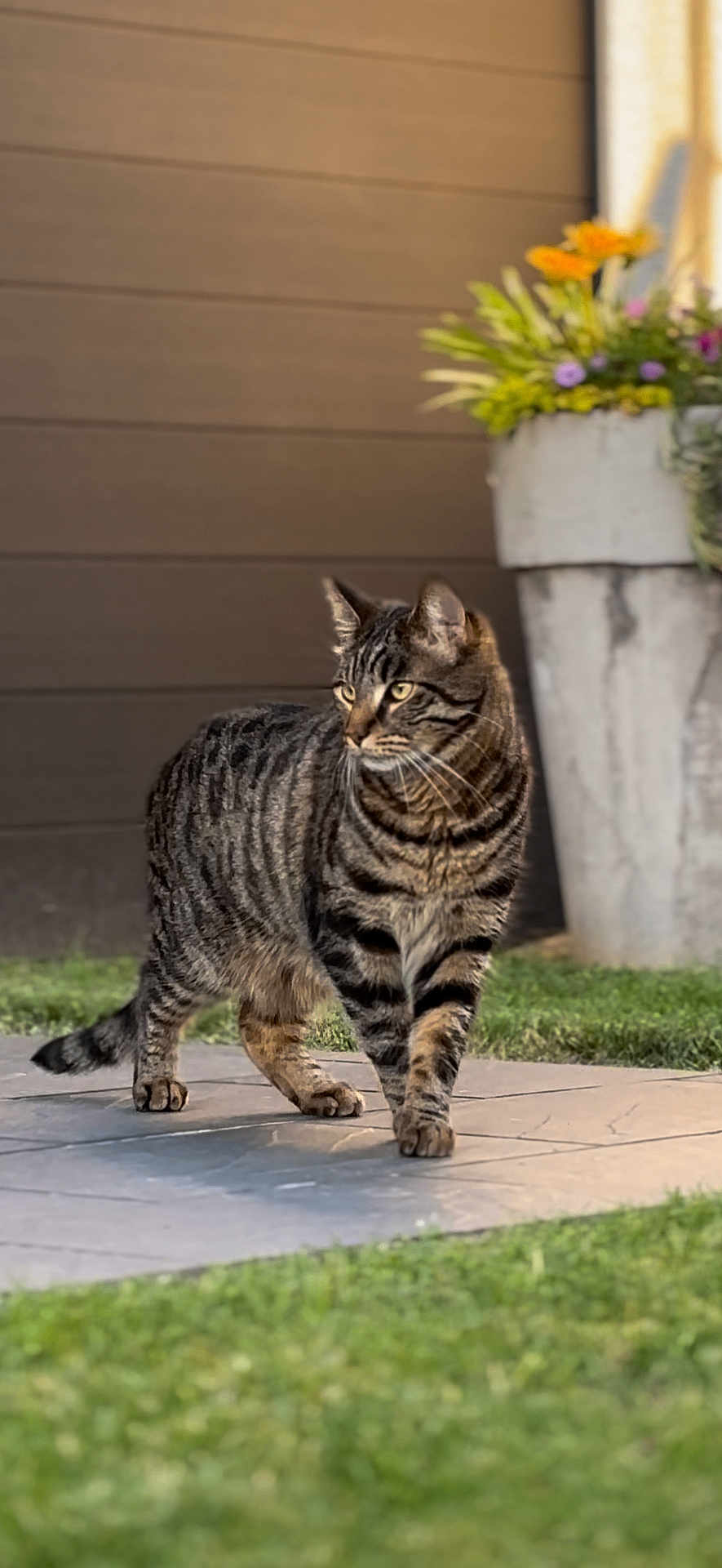 Milo a rejoint le concours — aidez-le/la à gagner de superbes lots ! cat, tabby, animal, pet, outdoor, grass, flower_pot, plant, stone_patio, walking, striped, feline, domestic_cat, nature, garden, brown_wall, greenery, mammal, whiskers, alert