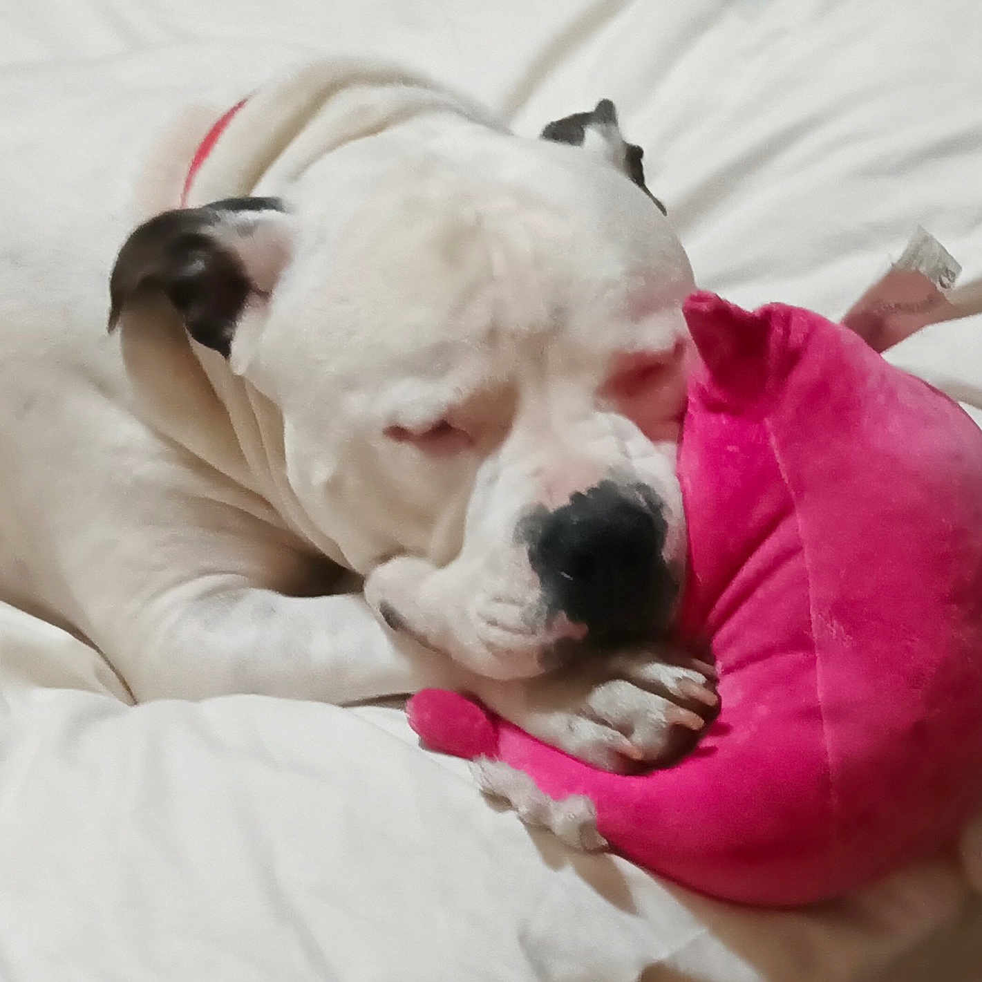 Petey joined the competition — help win amazing prizes! animal, bed, blanket, closeup, comfort, cozy, cute, dog, domestic, indoor, paw, pet, pink_toy, plush_toy, relaxation, resting, sleeping, snout, soft, white_dog