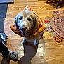Bella joined the competition — help win amazing prizes! dog, golden_retriever, costume, pizza_slice, wooden_floor, rug, footwear, person, indoor, happy, pet, animal, smiling, home, flooring, toy, colorful, looking_up, cute, cozy