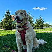 Bella joined the competition — help win amazing prizes! dog, golden_retriever, grass, harness, leash, outdoor, sky, cloud, tree, pet, canine, nature, happy, sitting, animal, summer, daylight, mammal, friendly, cute