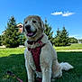 dog, golden_retriever, grass, harness, leash, outdoor, sky, cloud, tree, pet, canine, nature, happy, sitting, animal, summer, daylight, mammal, friendly, cute