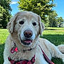 Bella is registered to the contest to win money with this photo: dog, golden_retriever, grass, outdoor, pet, canine, blue_sky, tree, leash, harness, sunny, nature, animal, mammal, collar, tongue, fur, daytime, park, relaxed