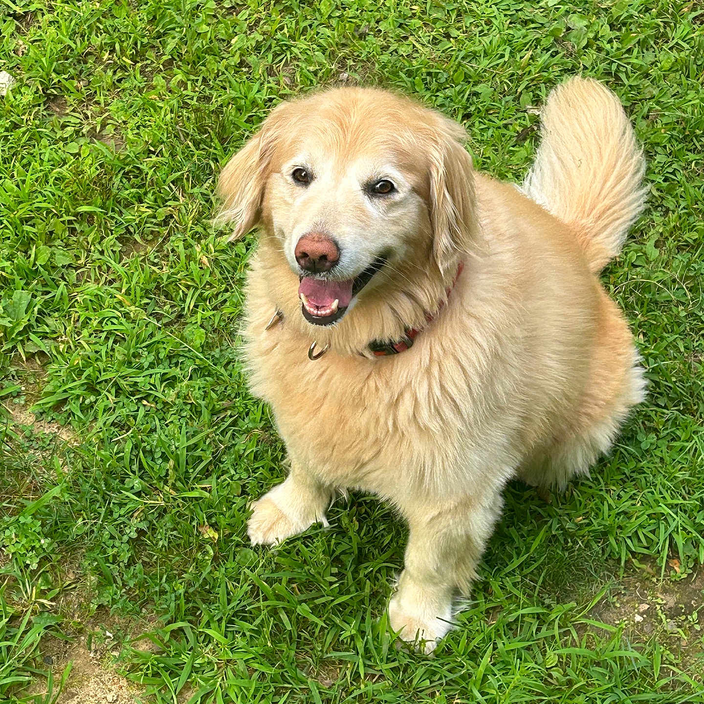 Bella is registered to the contest to win money with this photo: animal, canine, collar, cute, daylight, dog, friendly, fur, golden_retriever, grass, happy, mammal, nature, outdoor, pet, playful, sitting, smiling, summer, tail