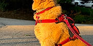 Bella joined the competition — help win amazing prizes! dog, golden_retriever, leash, harness, outdoor, sunlight, sitting, road, trees, greenery, parked_cars, daytime, pet, animal, fur, happy, side_view, nature, canine, sunset_light