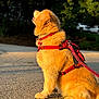 dog, golden_retriever, leash, harness, outdoor, sunlight, sitting, road, trees, greenery, parked_cars, daytime, pet, animal, fur, happy, side_view, nature, canine, sunset_light