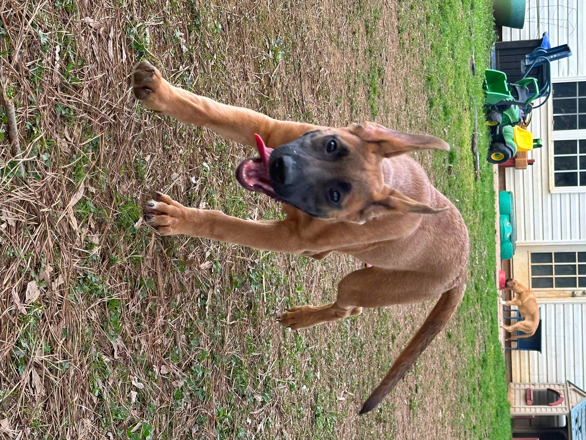 Drake joined the competition — help win amazing prizes! canidae, carnivore, companion_dog, dog, dog_breed, fawn, grass, non_sporting_group, plant, snout, soil, sporting_group, terrestrial_animal, window, working_animal, working_dog