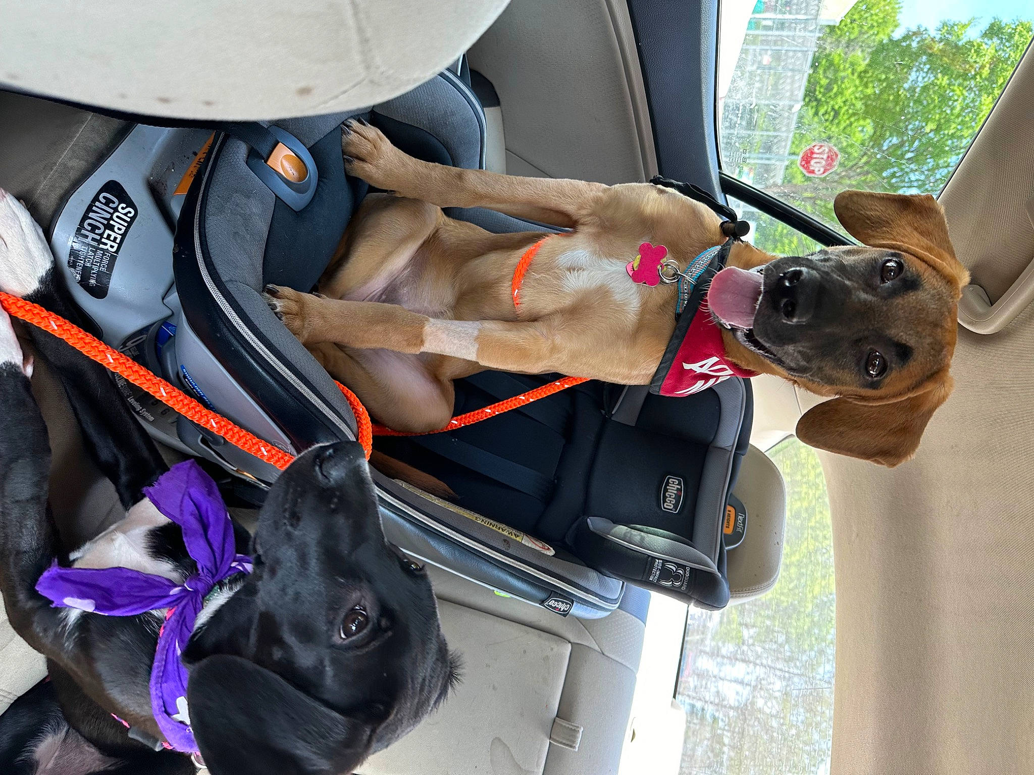 Drake is registered to the contest to win money with this photo: auto_part, automotive_exterior, car, car_seat, carnivore, collar, companion_dog, dog, dog_breed, dog_collar, eyewear, fashion_accessory, fawn, leash, motor_vehicle, snout, sporting_group, vehicle, vehicle_door, working_animal