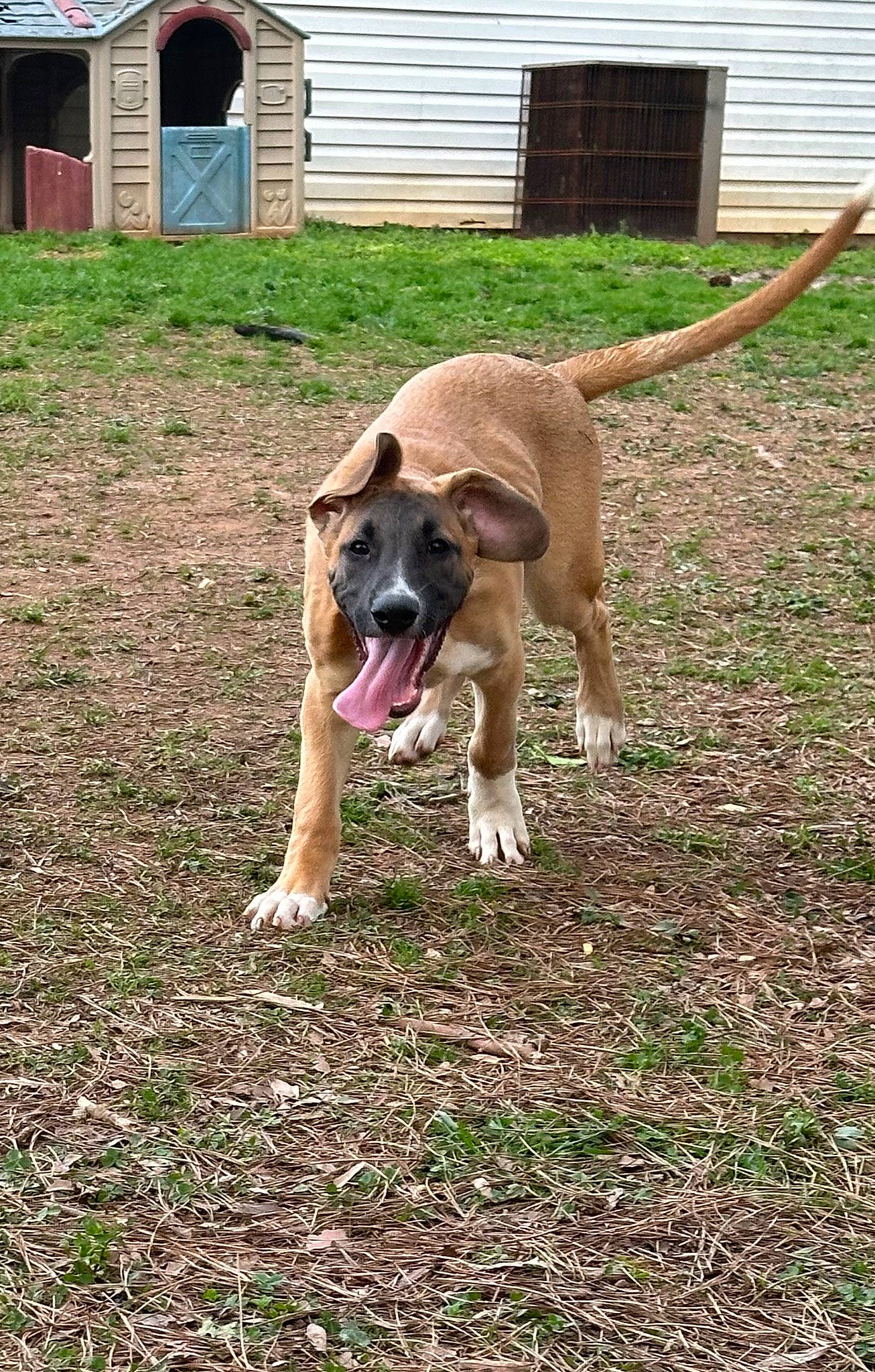 Hogan joined the competition — help win amazing prizes! building, carnivore, collar, companion_dog, dog, dog_breed, dog_collar, dog_supply, door, fawn, garden_hose, grass, house, plant, snout, sporting_group, tail, window, working_animal, working_dog