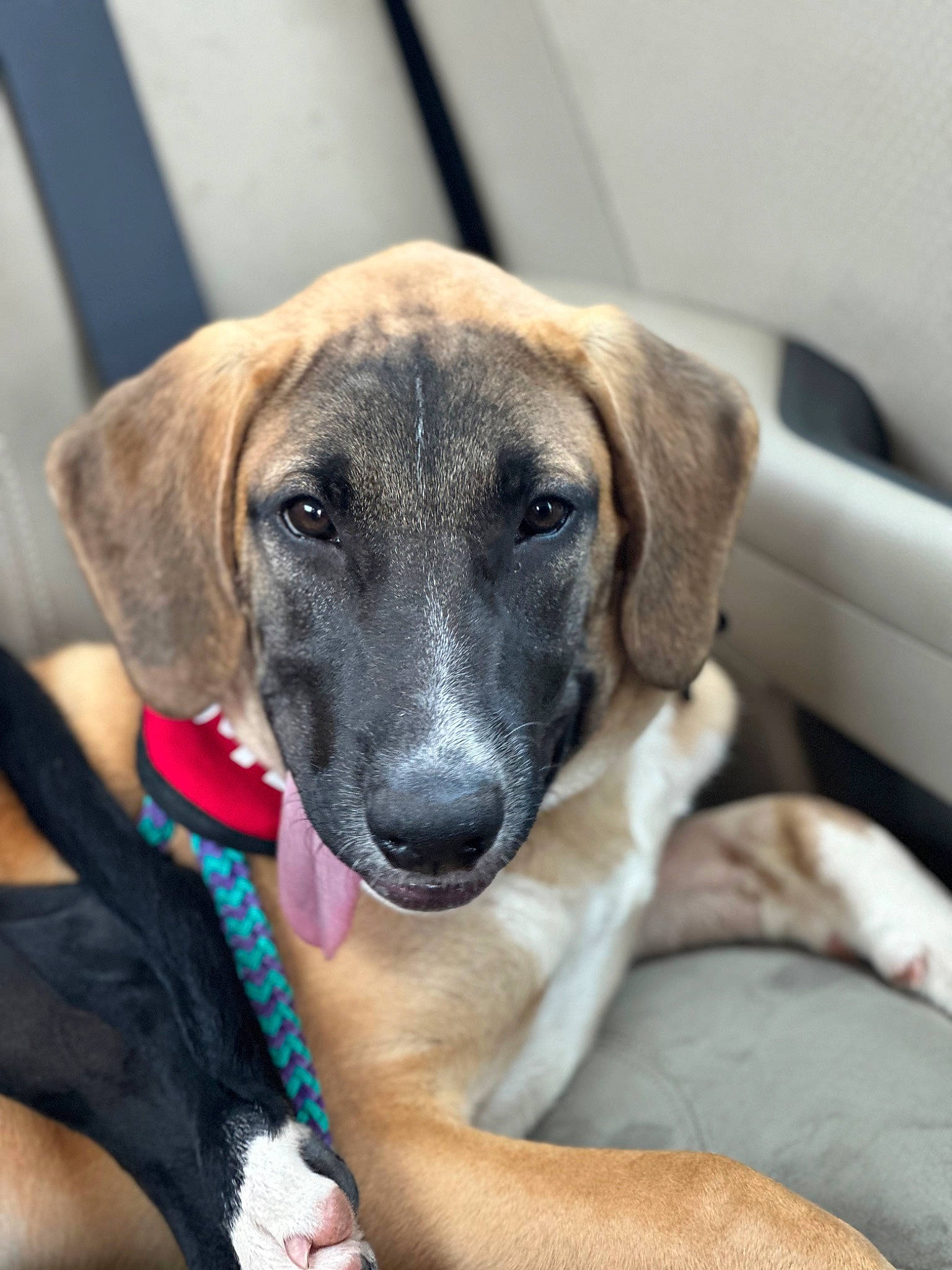 Hogan is registered to the contest to win money with this photo: canidae, carnivore, collar, companion_dog, dog, dog_breed, fawn, fur, guard_dog, pet_supply, puppy, sporting_group, terrestrial_animal, whiskers, working_dog