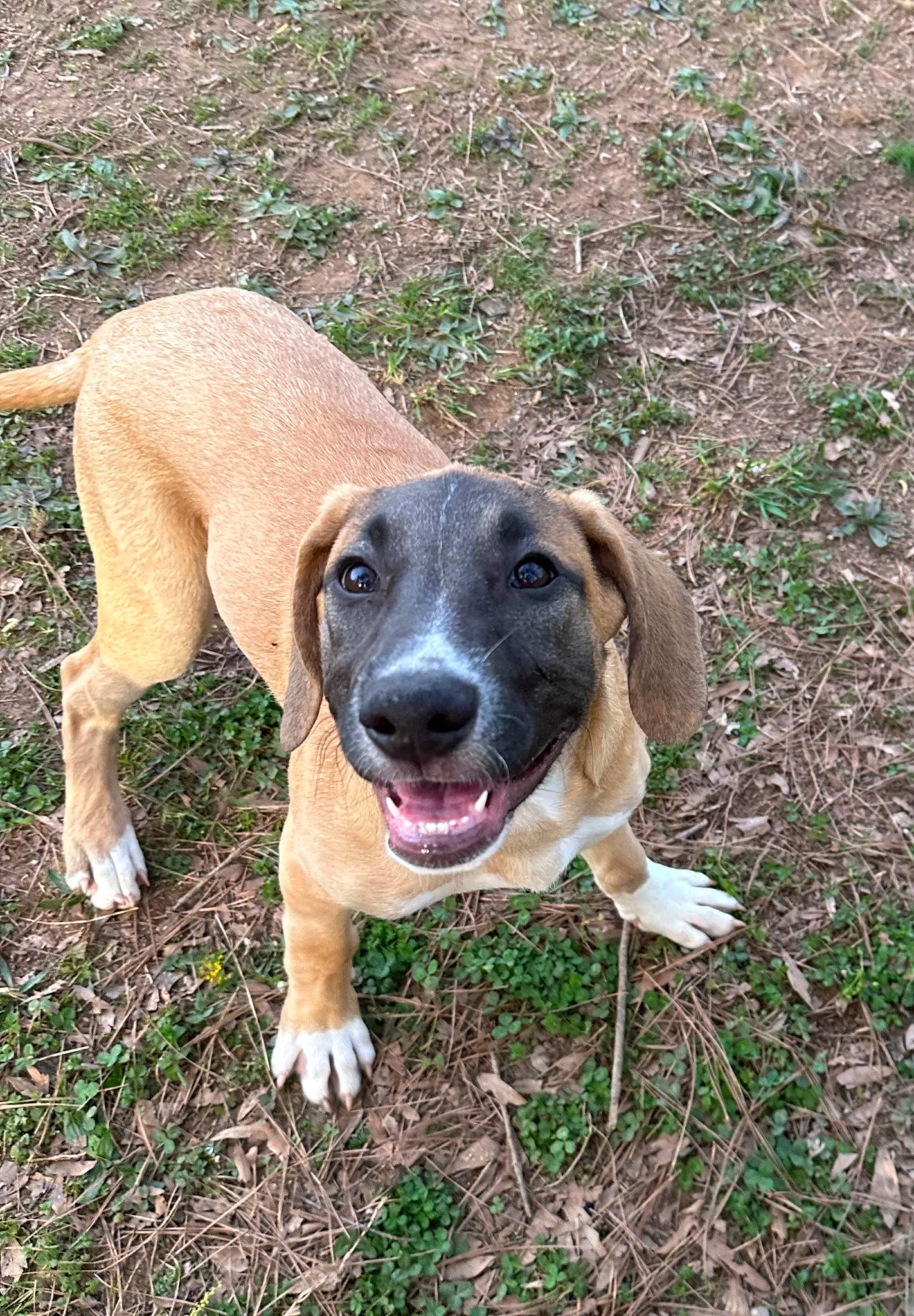 Hogan is registered to the contest to win money with this photo: carnivore, companion_dog, dog, dog_breed, fang, grass, gun_dog, hunting_dog, paw, plant, scent_hound, soil, sporting_group, tail, terrestrial_animal, whiskers, working_animal