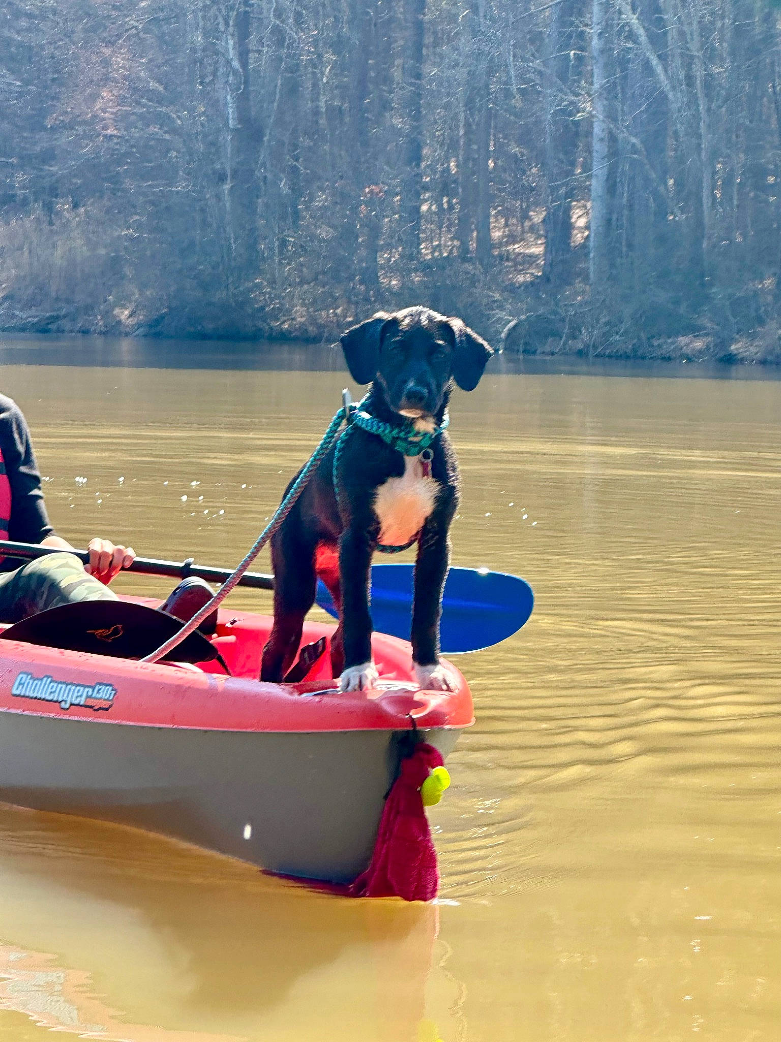 Dot joined the competition — help win amazing prizes! boat, boats_and_boating_equipment_and_supplies, carnivore, collar, companion_dog, dog, dog_breed, dog_collar, fun, lake, leisure, lifejacket, oar, paddle, recreation, tree, vehicle, vertebrate, water, working_animal