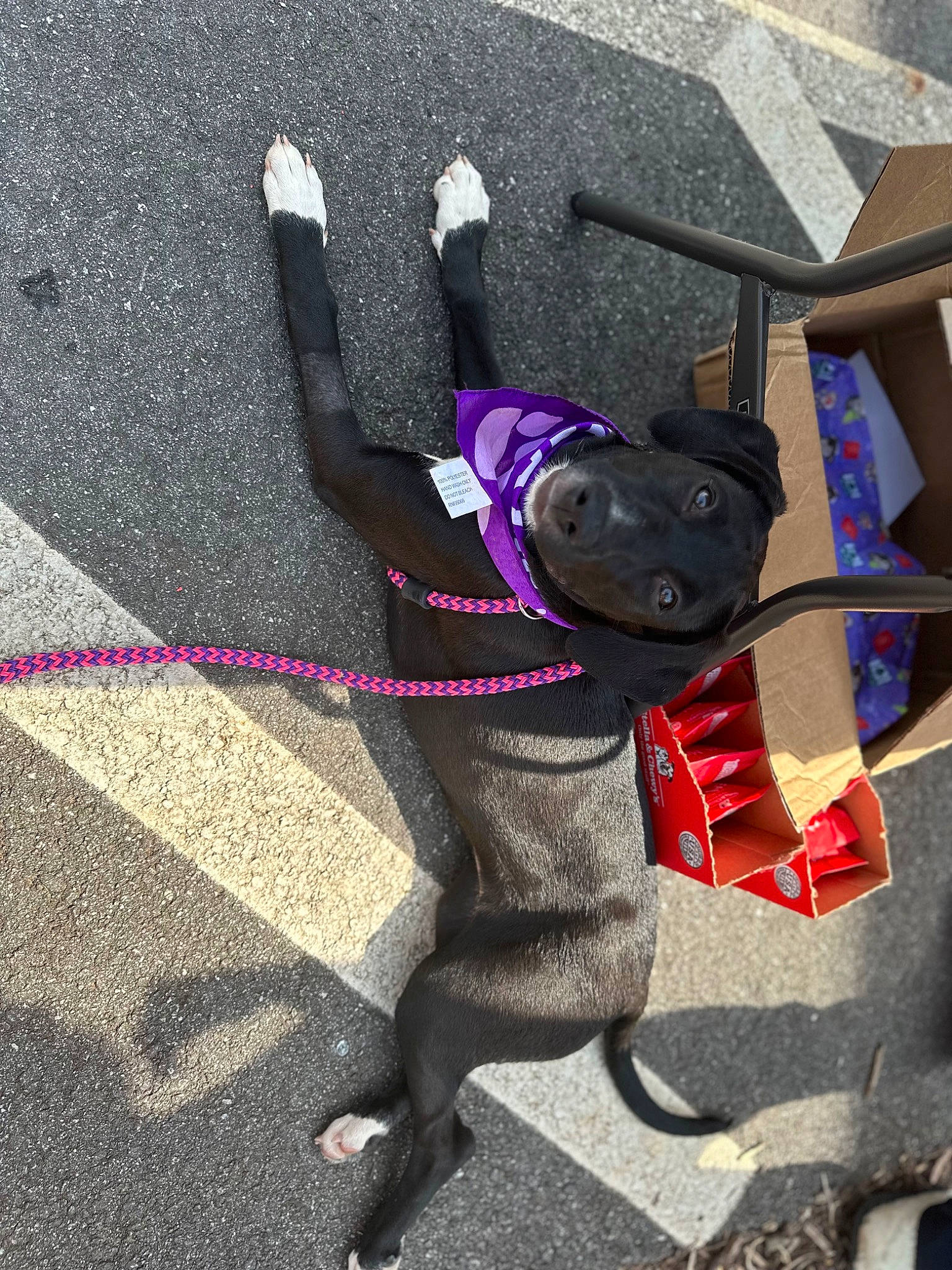 Dot joined the competition — help win amazing prizes! art, asphalt, boot, carmine, concrete, costume, eyewear, fashion_accessory, hat, headgear, human_leg, magenta, personal_protective_equipment, purple, road_surface, sculpture, shadow, sitting, sunglasses, visual_arts