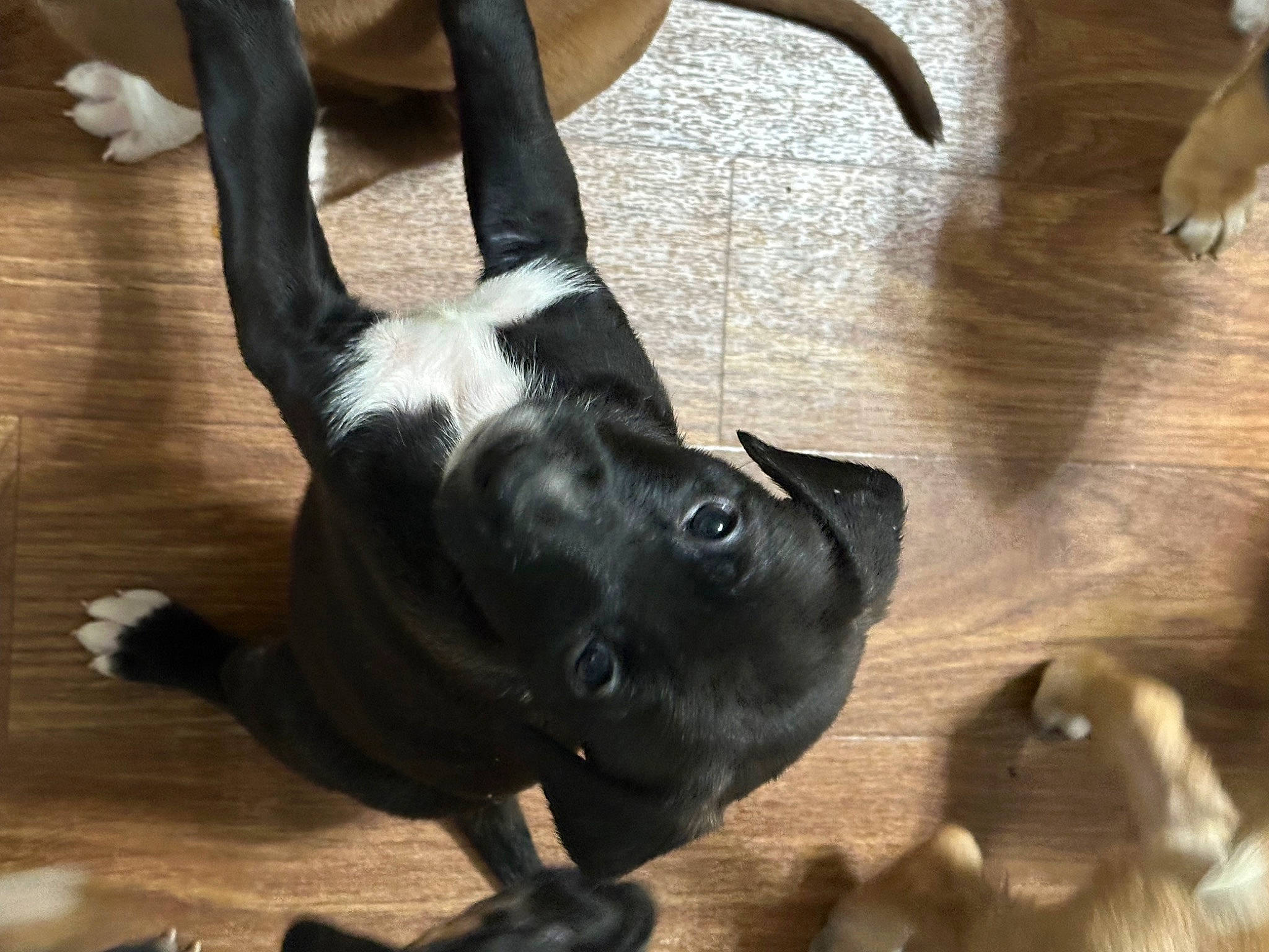 Dot joined the competition — help win amazing prizes! canidae, carnivore, collar, comfort, companion_dog, dog, dog_breed, dog_collar, fawn, flooring, fur, hardwood, natural_material, pet_supply, snout, sporting_group, tail, terrestrial_animal, wood, working_animal