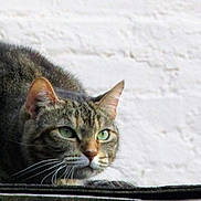 Suzie joined the competition — help win amazing prizes! alert, animal, brick_wall, bug, cat, closeup, crouching, ears, focused, fur, green_eyes, hunting, insect, mammal, nature, outdoor, pet, predator, tabby, whiskers