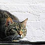 alert, animal, brick_wall, bug, cat, closeup, crouching, ears, focused, fur, green_eyes, hunting, insect, mammal, nature, outdoor, pet, predator, tabby, whiskers