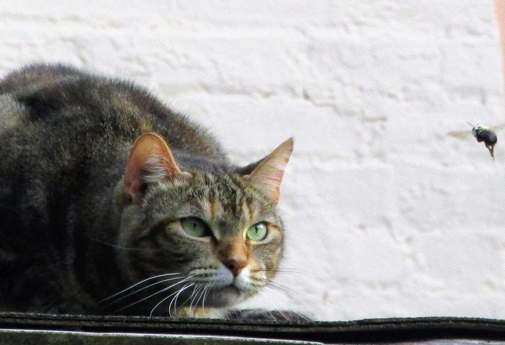Suzie