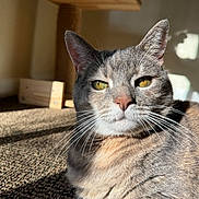 Rita is registered to the contest to win money with this photo: animal, carpet, cat, close_up, cute, domestic_cat, ears, feline, golden_eyes, gray_cat, household, indoor, mammal, pet, relaxed, resting, scratching_post, sunlight, tabby, whiskers