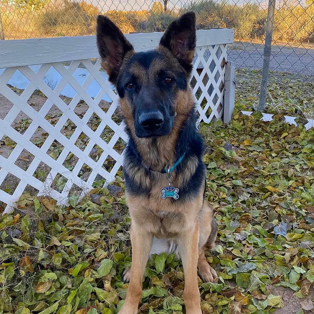 Rosie is registered to the contest to win money with this photo: alert, animal, autumn, black, brown, collar, daylight, dog, ears_up, fence, fur, german_shepherd, ground, leaves, nature, outdoor, pet, quiet, sitting, tag