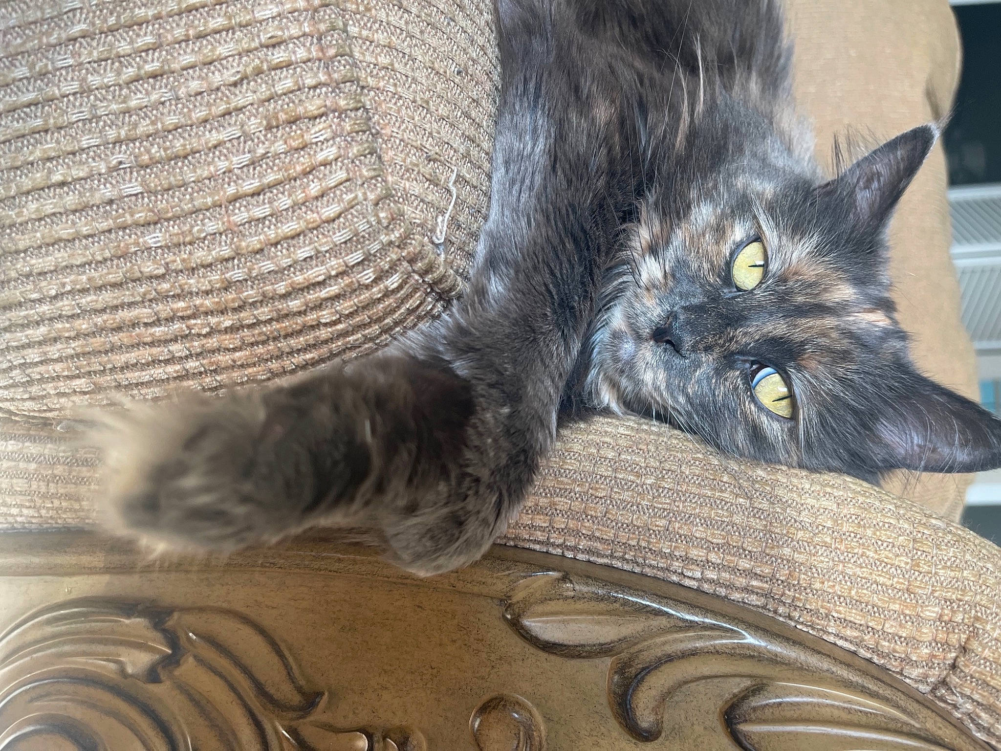 Fuzzy joined the competition — help win amazing prizes! black_cat, carnivore, cat, claw, comfort, domestic_short_haired_cat, eye, fawn, felidae, foot, fur, grey, human_leg, paw, sitting, small_to_medium_sized_cats, snout, tail, whiskers, wood