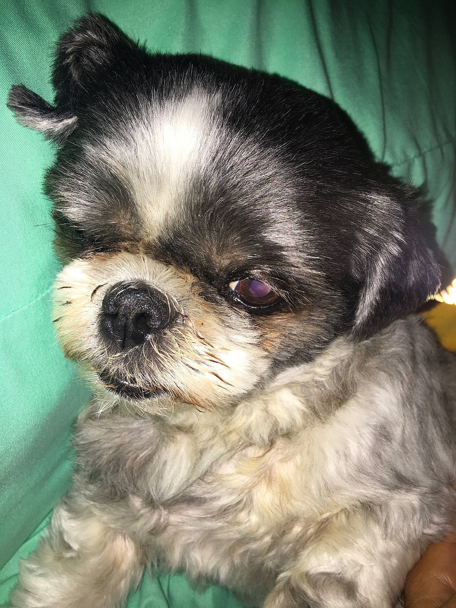 Abigail joined the competition — help win amazing prizes! bolonka, canidae, carnivore, chinese_imperial_dog, companion_dog, dog, dog_breed, havanese, kyi_leo, lhasa_apso, lowchen, maltepoo, mammal, morkie, pekapoo, puppy, shih_tzu, snout, tibetan_spaniel, vertebrate