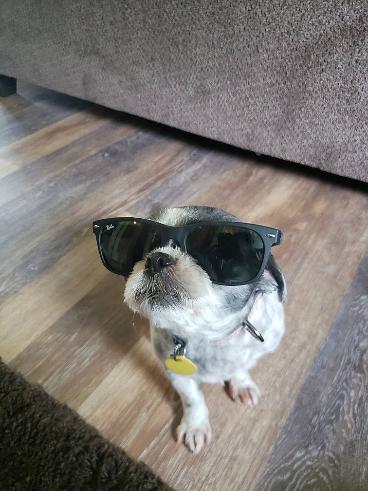 Abigail is registered to the contest to win money with this photo: boston_terrier, canidae, carnivore, companion_dog, dog, dog_breed, eyewear, floor, flooring, non_sporting_group, pug, puppy, snout, sporting_group, sunglasses, toy_dog