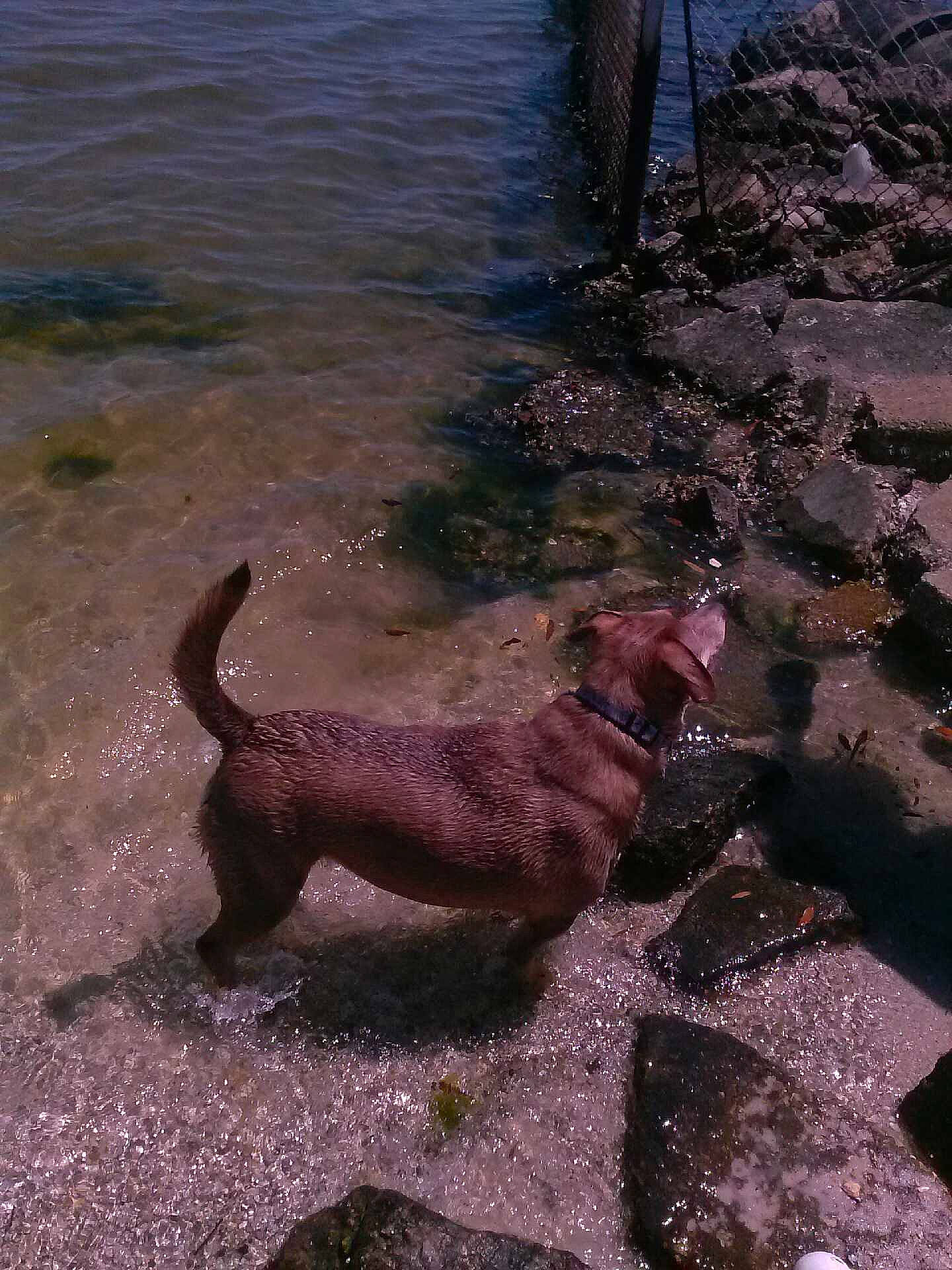 Shelby is registered to the contest to win money with this photo: canidae, carnivore, dog, dog_breed, irish_terrier, sporting_group, street_dog, water