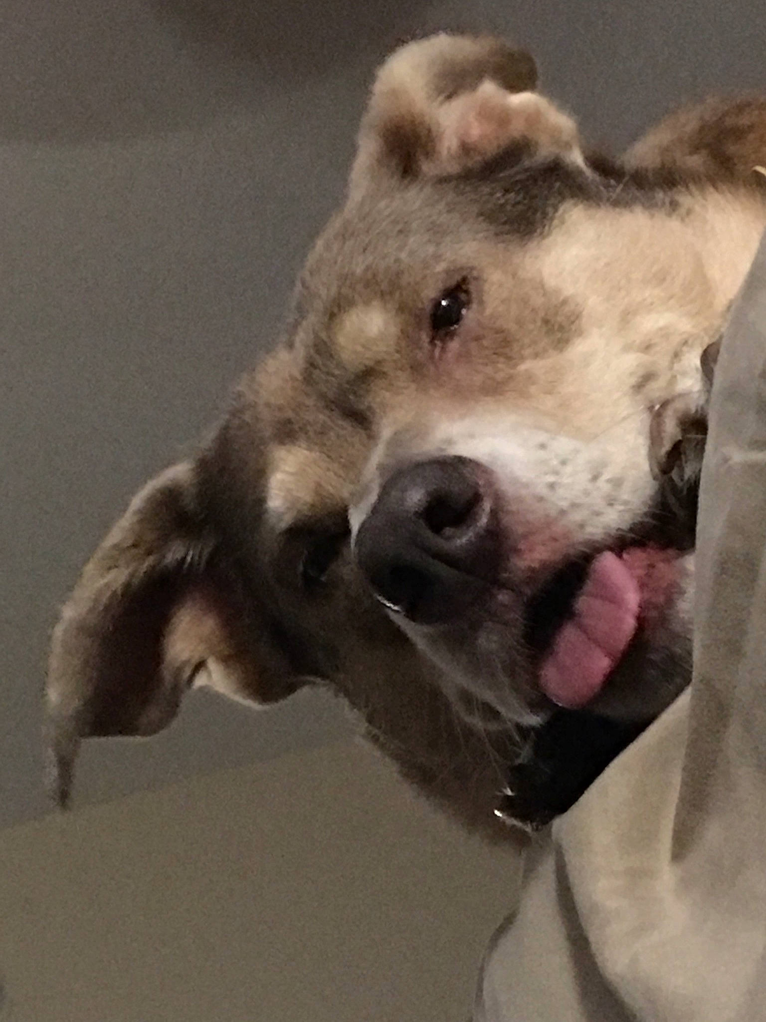 Shelby joined the competition — help win amazing prizes! american_pit_bull_terrier, canidae, carnivore, dog, dog_breed, ear, fawn, great_dane, jaw, non_sporting_group, nose, pit_bull, puppy, snout, sporting_group, weimaraner