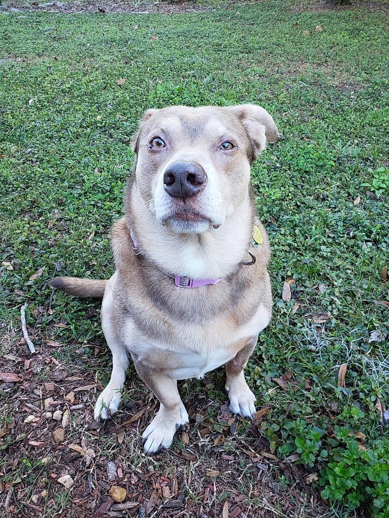 Shelby joined the competition — help win amazing prizes! canidae, carnivore, companion_dog, dog, dog_breed, fawn, grass, labrador_husky, mammal, rare_breed_dog, siberian_husky, snout, sporting_group