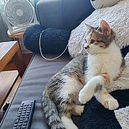 Nova a rejoint le concours — aidez-le/la à gagner de superbes lots ! cat, kitten, pet, animal, couch, sofa, stuffed_animal, dog_toy, remote_control, living_room, indoors, sitting, lying_down, tabby, white_fur, brown_fur, black_fur, window, fan, home_decor