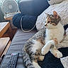cat, kitten, pet, animal, couch, sofa, stuffed_animal, dog_toy, remote_control, living_room, indoors, sitting, lying_down, tabby, white_fur, brown_fur, black_fur, window, fan, home_decor
