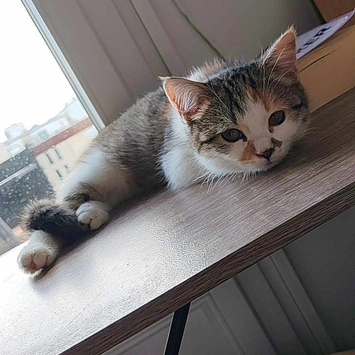 Nova