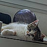 Nova participe au concours pour gagner de l'argent avec cette photo : cat, calico_cat, pet, feline, fluffy, white_fur, orange_patches, gray_patches, green_eyes, whiskers, ears, lying_down, relaxed, cute, indoors, windowsill, lamp, home, portrait, upside_down_view