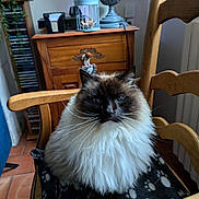 Gribouille a rejoint le concours — aidez-le/la à gagner de superbes lots ! cat, fluffy, indoor, chair, wooden_furniture, blanket, paw_print, blue_eyes, pet, domestic_animal, home_decor, lamp, cabinet, plant, whiskers, fur, cozy, sitting, portrait, feline
