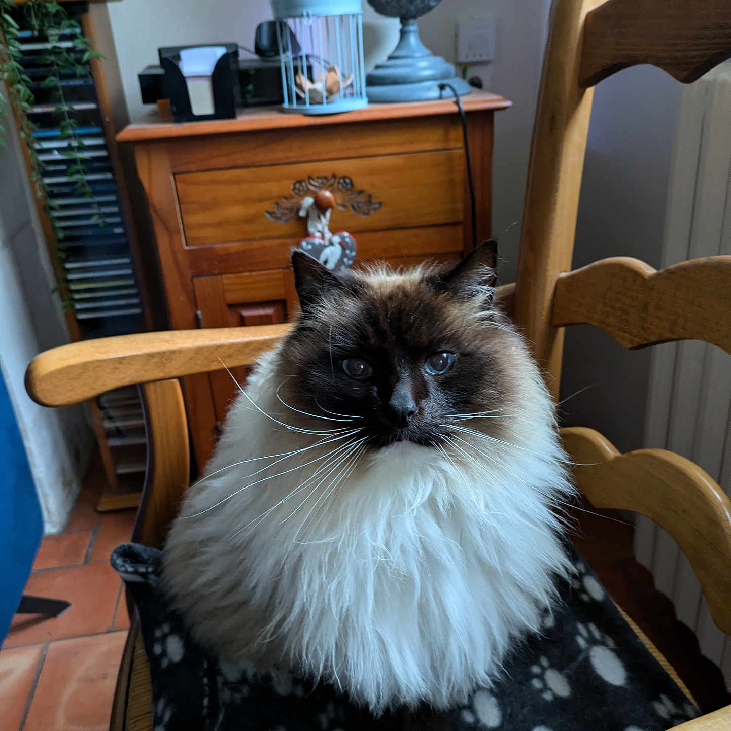 Gribouille a rejoint le concours — aidez-le/la à gagner de superbes lots ! blanket, blue_eyes, cabinet, cat, chair, cozy, domestic_animal, feline, fluffy, fur, home_decor, indoor, lamp, paw_print, pet, plant, portrait, sitting, whiskers, wooden_furniture