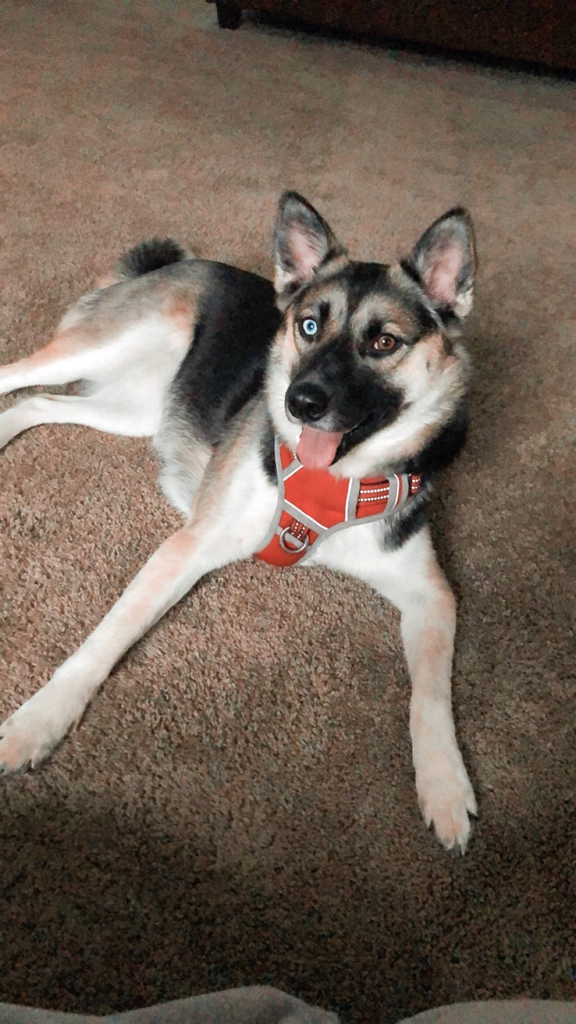 Luna joined the competition — help win amazing prizes! alaskan_klee_kai, canidae, carnivore, dog, dog_breed, east_siberian_laika, mammal, rare_breed_dog, rat_terrier, siberian_husky, sled_dog, tail, vertebrate