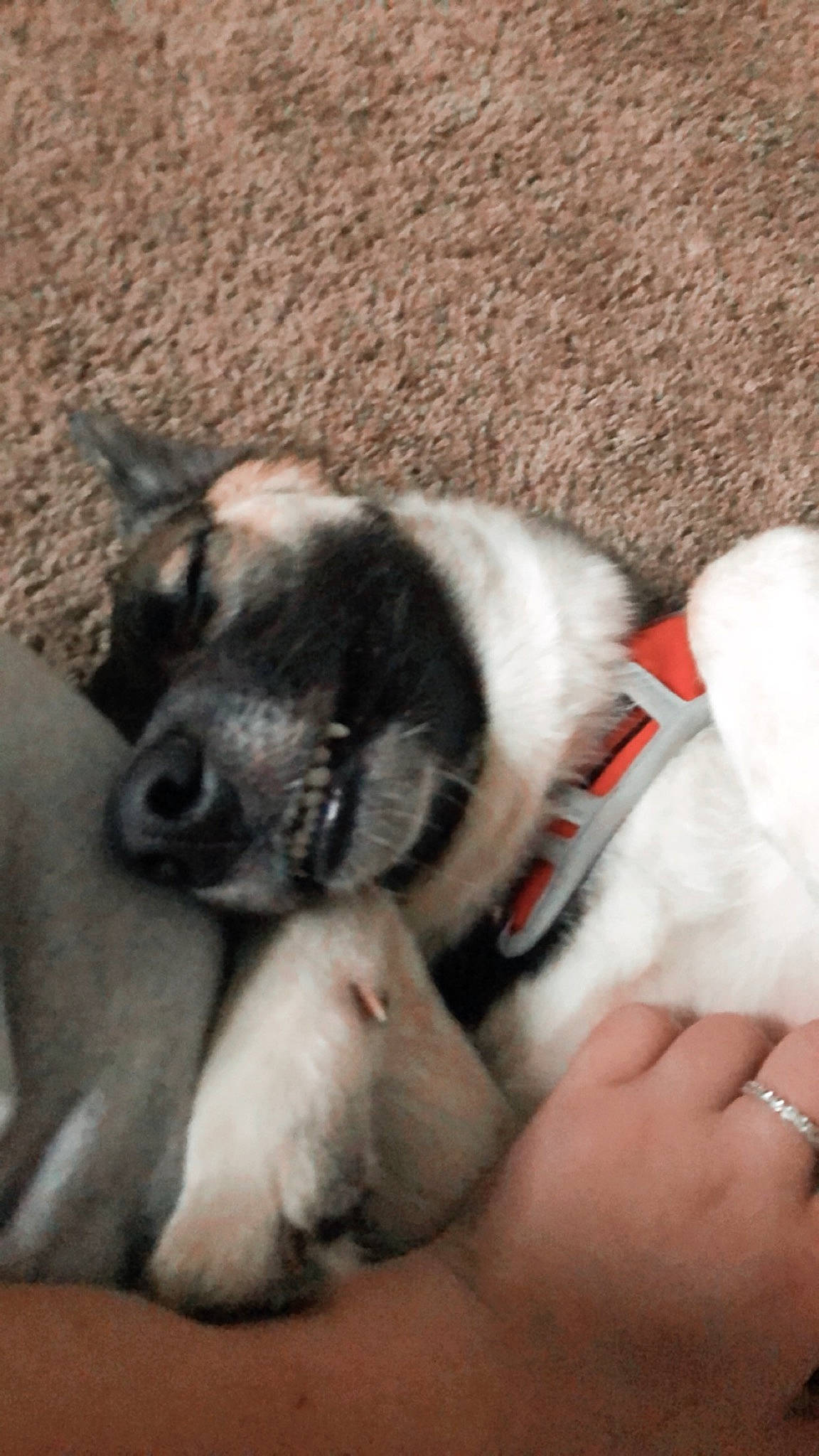 Luna joined the competition — help win amazing prizes! canidae, carnivore, dog, dog_breed, ear, mammal, norwegian_elkhound, paw, puppy, puppy_love, snout, vertebrate